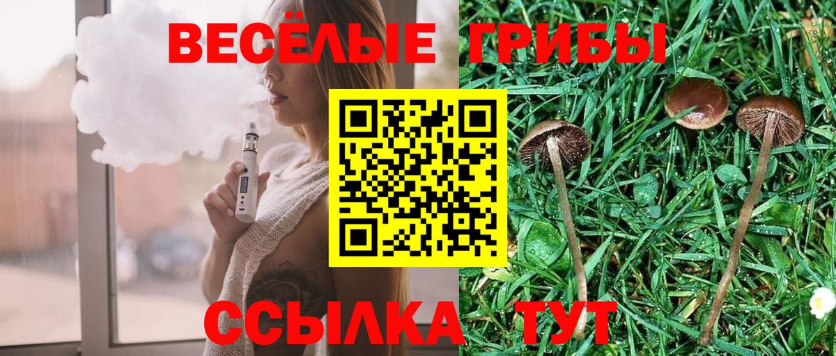 Псилоцибиновые грибы Psilocybe Новокуйбышевск